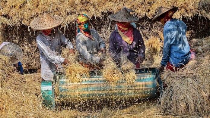 Representational image of farmers threshing paddy in Nadia, West Bengal | File photo: PTI