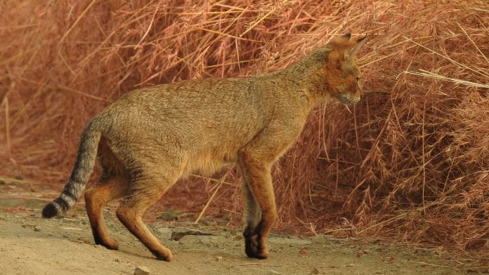 Representation image of a jungle cat | Wikipedia