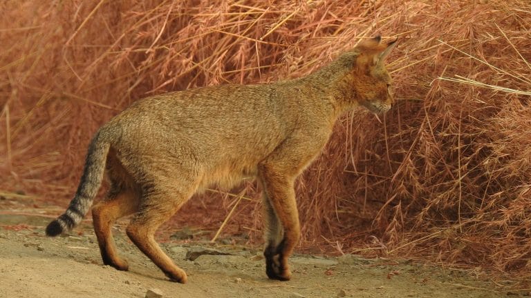 We did the first survey of rusty-spotted and jungle cats in India. This is what we found