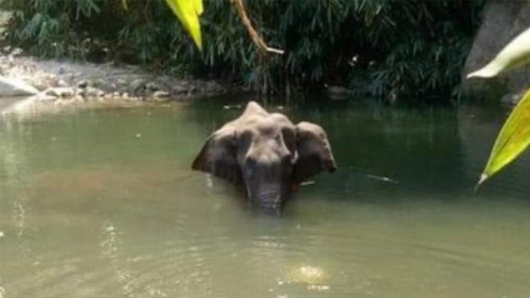 We only allowed killing of boars, Kerala says as outrage over death of wild elephant grows