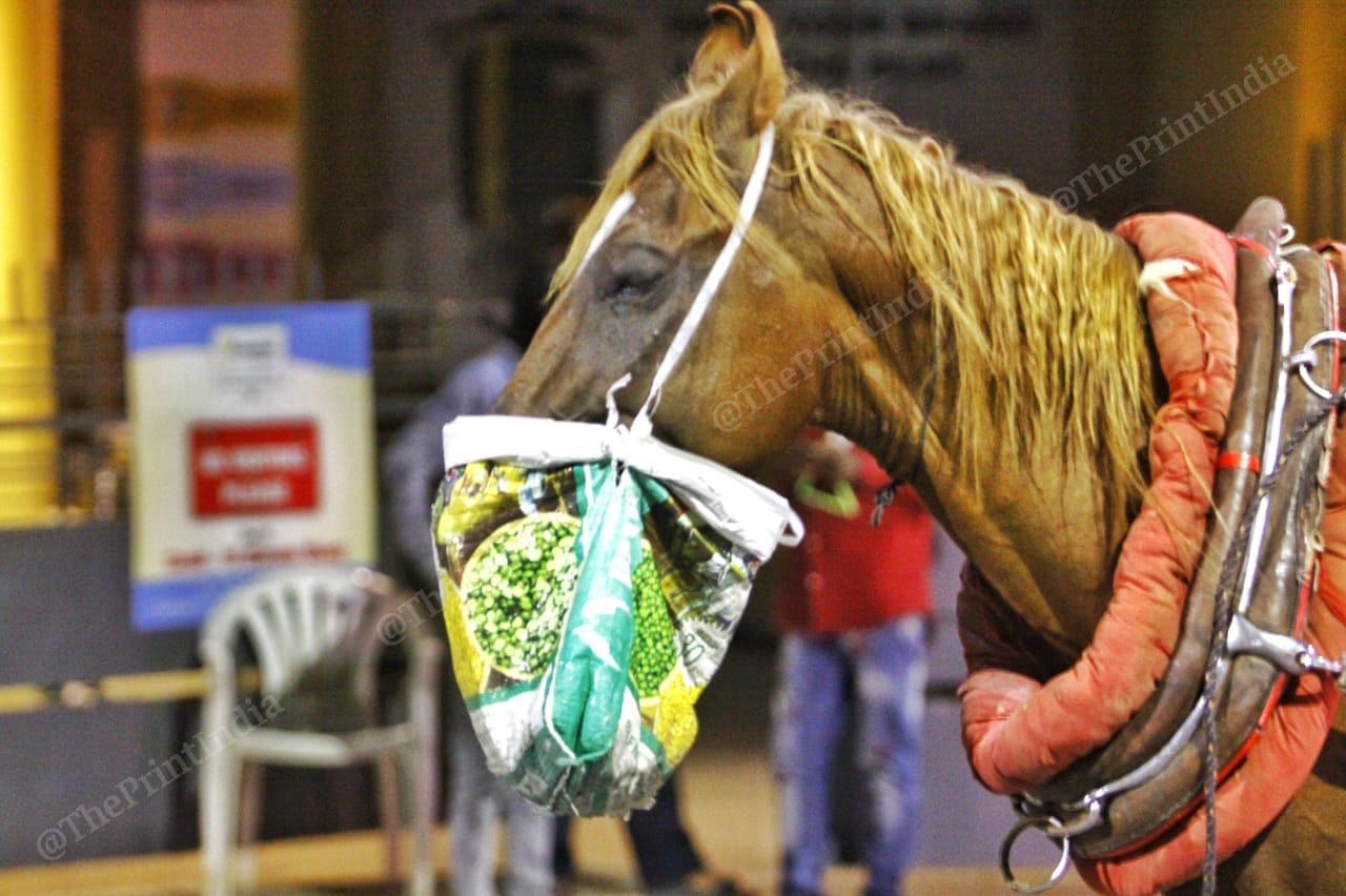 While the world is wearing a mask to protect from Coronavirus, a horse in Law Garden eats from a mask look alike bag | Photo: Praveen Jain | ThePrint