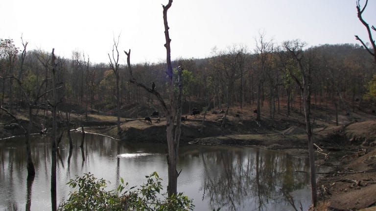 Covid proved that India needs a dedicated Wildlife Protection Authority