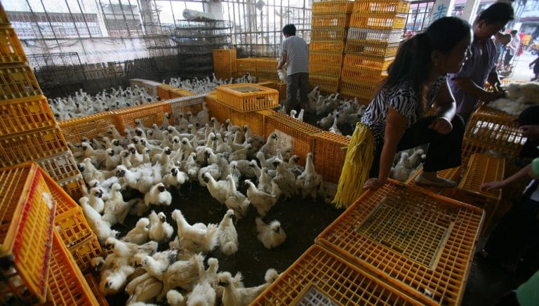 China’s fresh meat lovers lament death of live poultry markets