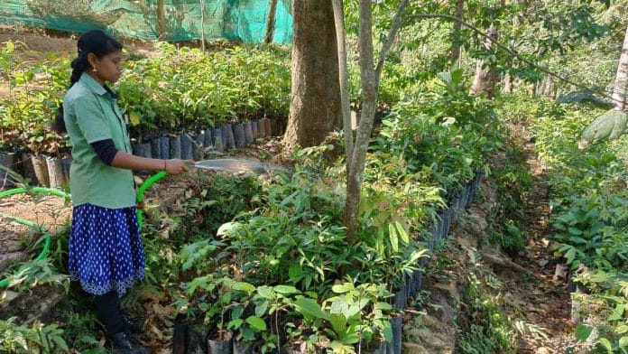 Representational image | A rainforest nursery | NCF