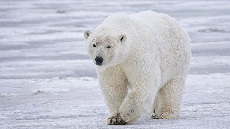 Polar bears unlikely to survive till end of century with current rate of carbon emissions