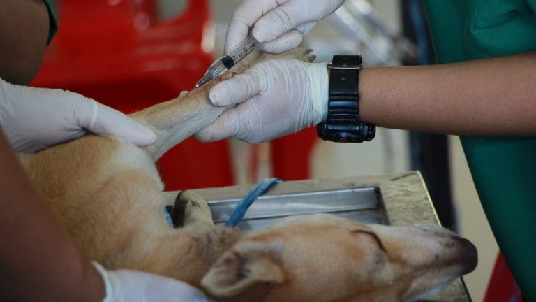 Are puppies the new toilet paper? Pandemic is taking a toll on vets