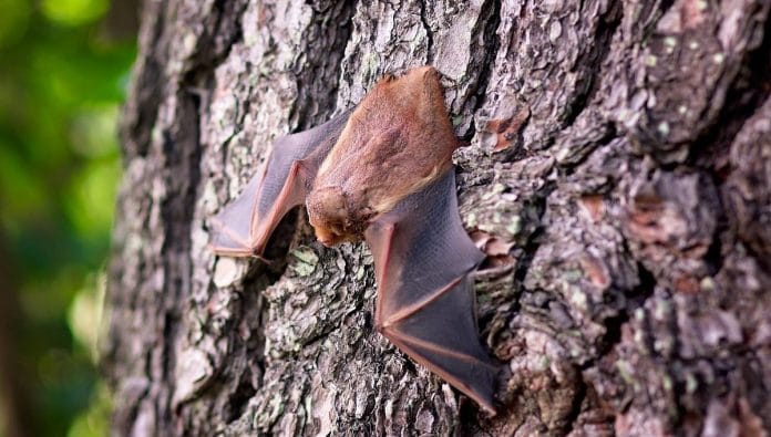 Representational image of bat. | Pixabay