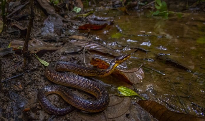 The Assam keelback, a species of snake spotted after 129 years | Photo: Dhritiman Mukherjee