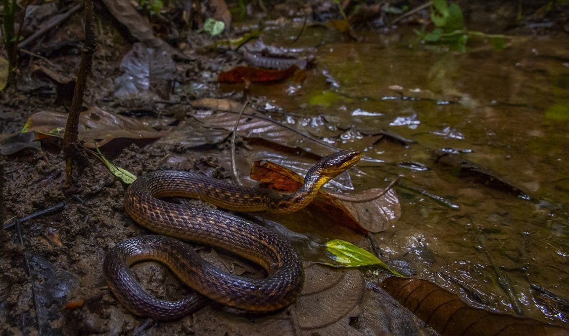 Assam snake 'rediscovered' 129 years after its last sighting by a ...