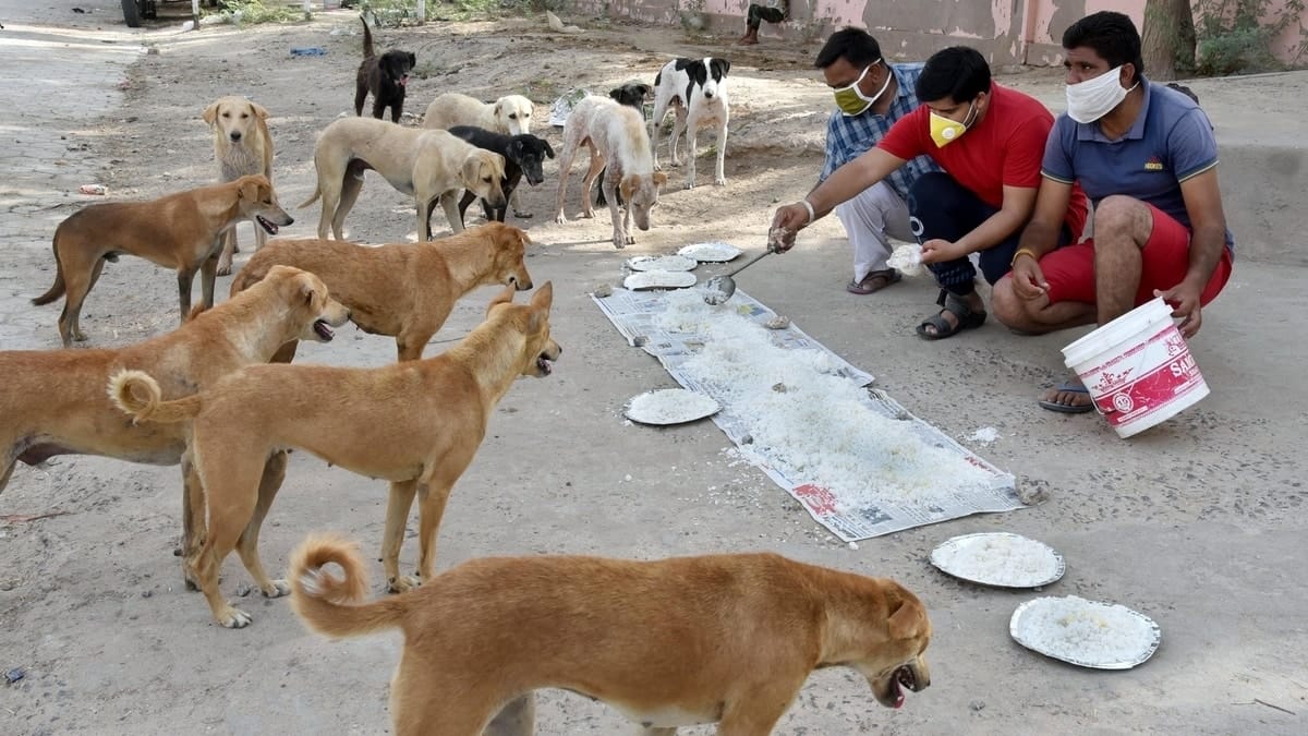 India last in first-ever pet homelessness index of 9 countries, Germany  tops list