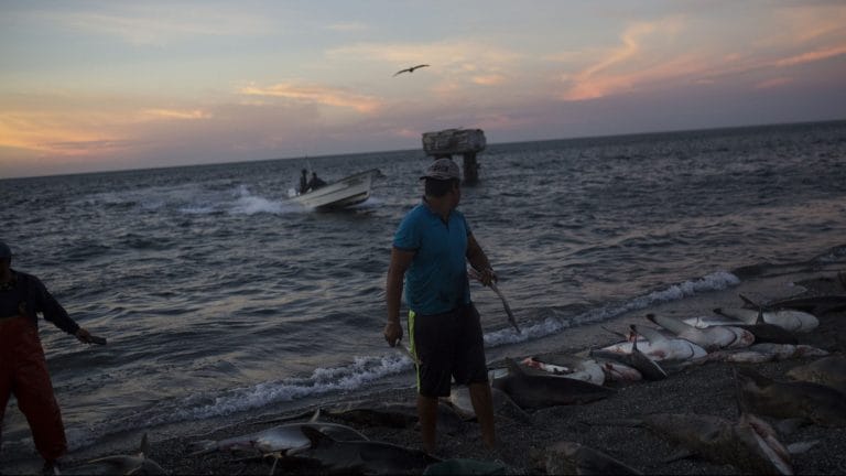 US and China have a new friction point – Chinese shark-fishing off Ecuador’s coast