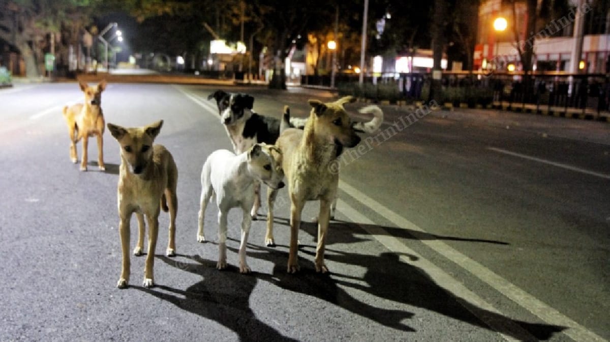 Child mauled to death by stray dogs in Hyderabad, citizens urge govt to ...