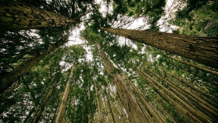 Representational image | Pixabay