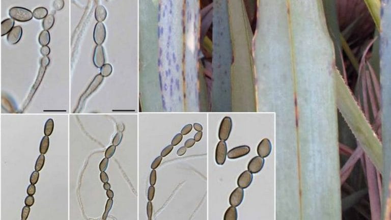 Two new fungus species in Netherlands and US named after Covid-19 pandemic