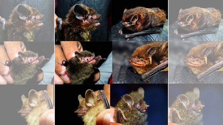 32 bat species identified in Uttarakhand, 9 of these recorded for first time in the world
