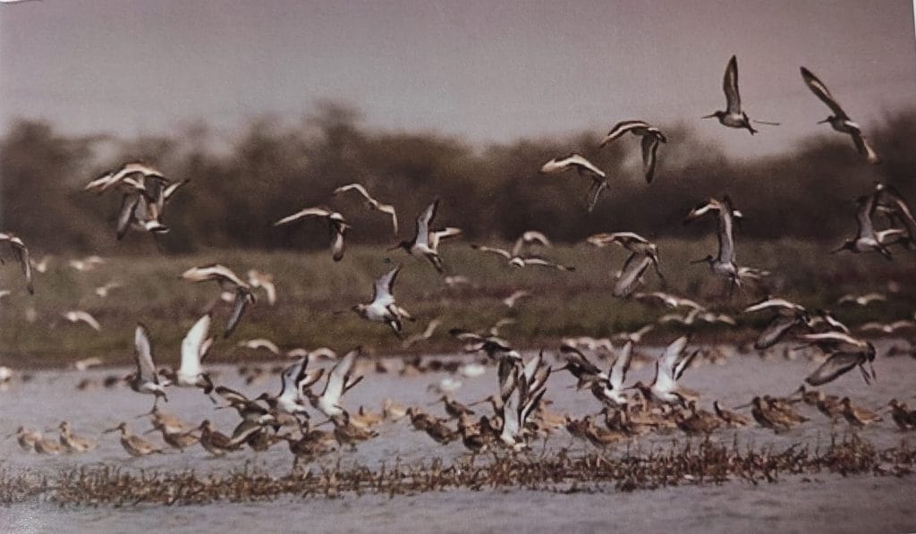 Birds at the Najafgarh Jheel | Photo: Anshul M