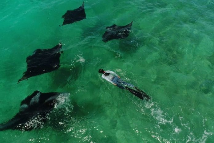 Malaika Vaz swimming with manta rays | By special arrangement