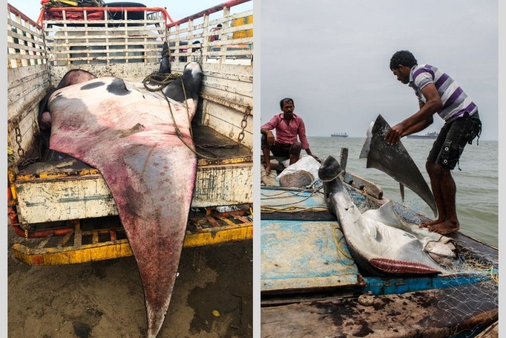 A manta ray at a landing port in India | By special srrangement 