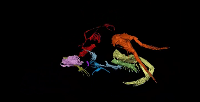 Screengrab of a video reconstruction of Myanmarcypris hui | Proceedings of the Royal Society B