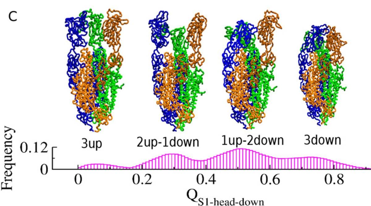 The 'dance' of the spike protein, as illustrated in the study 'Dynamic Asymmetry Exposes 2019-nCoV Prefusion Spike'.