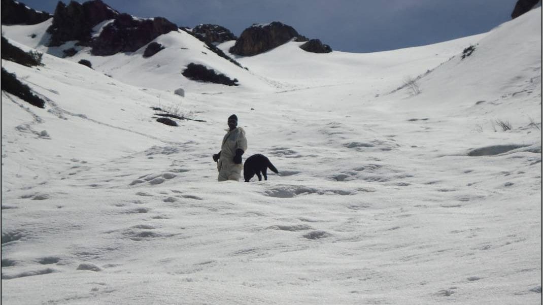 An army dog being used in avalanche rescue | By special arrangement