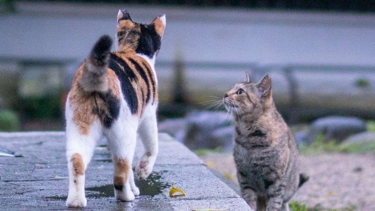Two cats in UK get Covid-19 from owners, scientists on alert