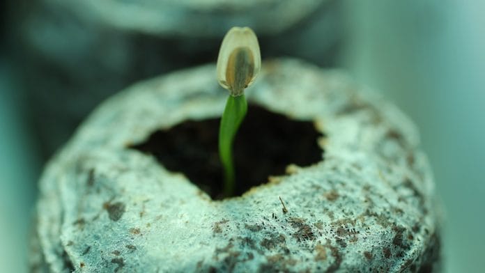 A homegrown asafoetida or hing sapling | Photo: CSIR-IHBT