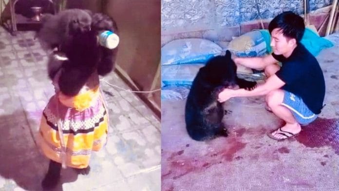 Luba the bear with her 'brother' Terde Yomcha | Mama Natung | Facebook