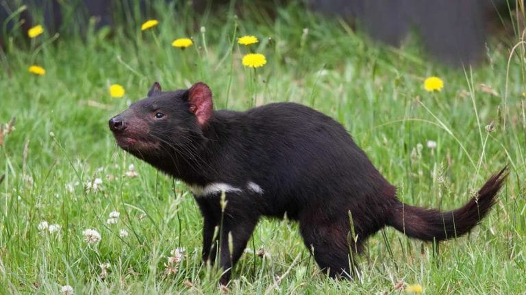 This Avengers star helped the Tasmanian Devil return to Australia’s wildlife