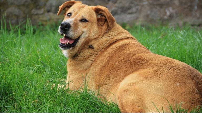 Research shows you can make your dog happier with just one ingredient