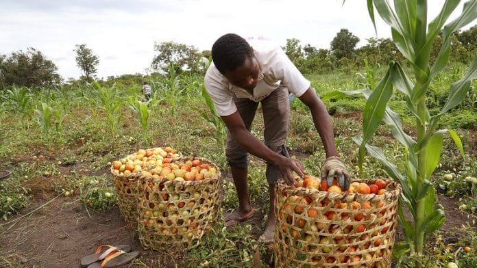 A farming project in Central African Republic
