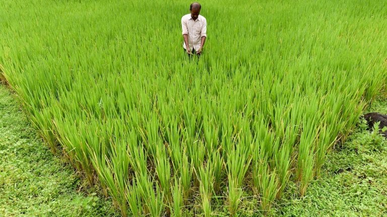 Bountiful monsoon rains set to boost India’s agriculture growth