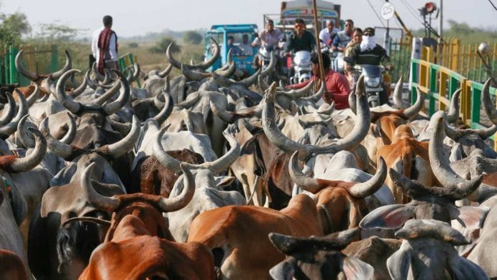 Vaccine for foot-and-mouth disease, which is a highly contagious viral disease of livestock, has been chosen to be a part of the list | Representational image | Pixabay