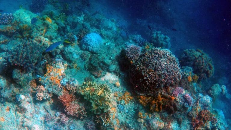 Deep-sea mining could wipe out 1 million species. We can’t let it cause irreversible damage