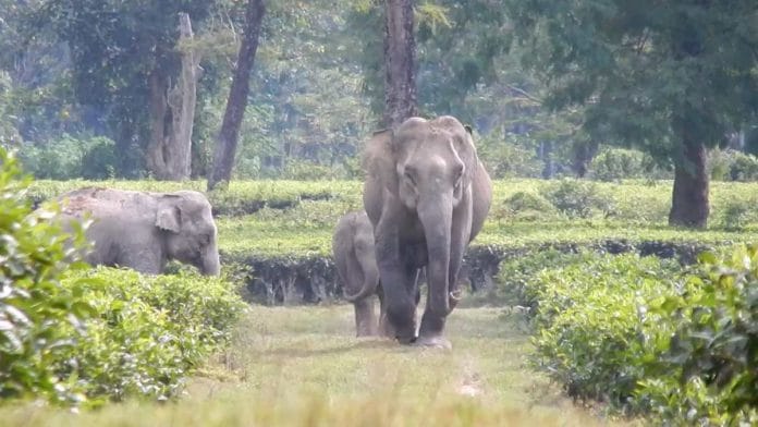 File image of elephants in Assam | By special arrangement