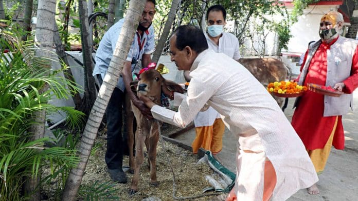 Madhya Pradesh CM Shivraj Singh Chouhan celebrates the 'Gopashtami' festival at his residence in Bhopal on 22 November | Photo: ANI
