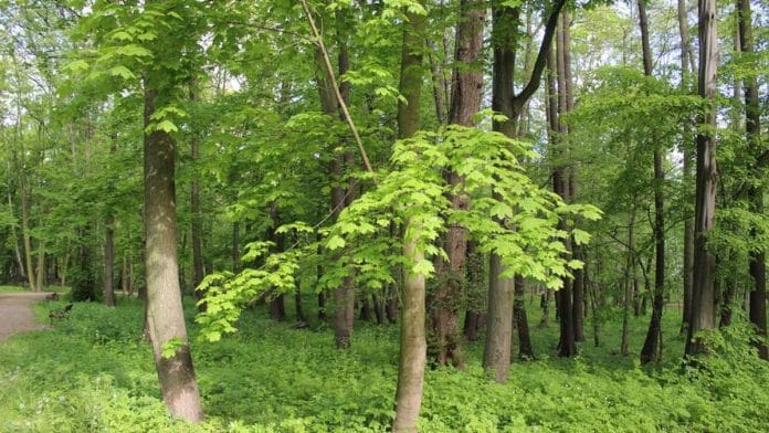 Representational image | Pixabay