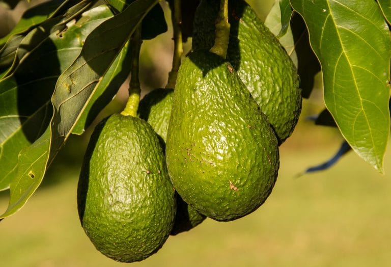 People are eating healthier in pandemic, so avocados are selling like never before