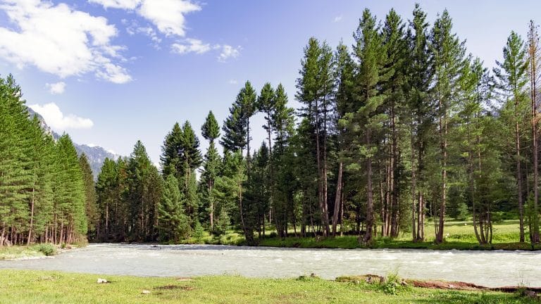 Pakistan plans to plant 10 billion trees by 2023 to restore forest cover