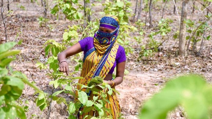 Tendu farming | Representational image | ANI