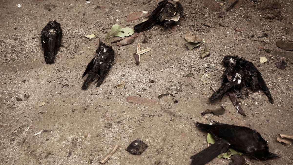 Bird flu fear in Delhi after over 50 crows are found dead in Mayur ...
