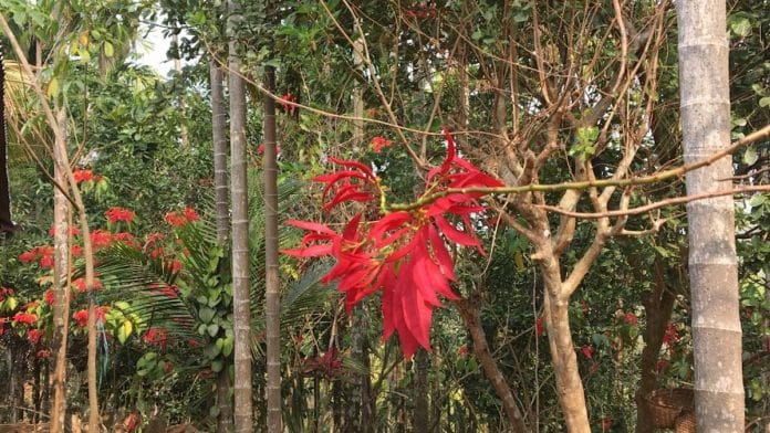 A rare picture of the Chiringmagre sacred forest, where outsiders are not permitted to enter and no foraging : hunting is allowed | Photo -- Global Himalayan Expedition | Voices of Rural India