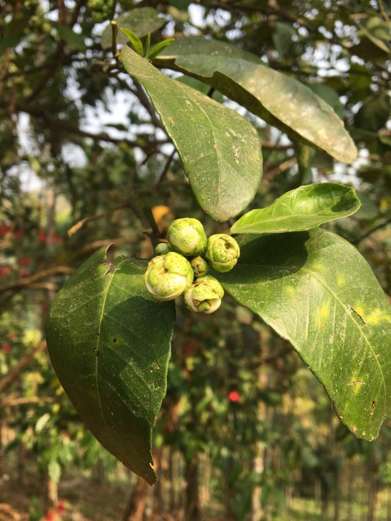Rare plants continue to thrive in the sacred forest. Photo- Global Himalayan Expedition | Voices of Rural India