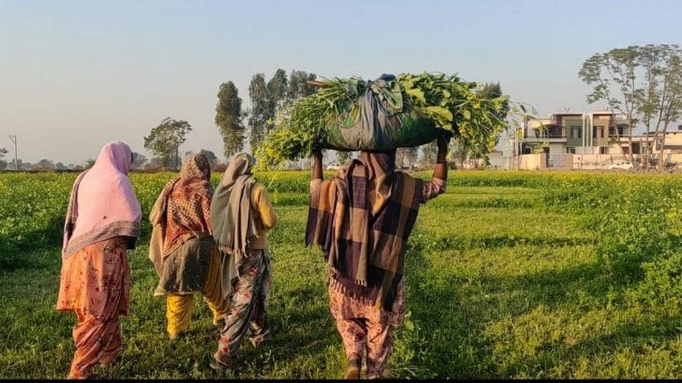 Huge jump in rural women employment in India. But not many are celebrating