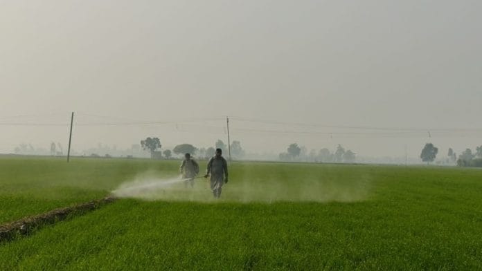 A file photo of a wheat farm in Sangrur, Punjab. | Photo: Urjita Bharadwaj | ThePrint