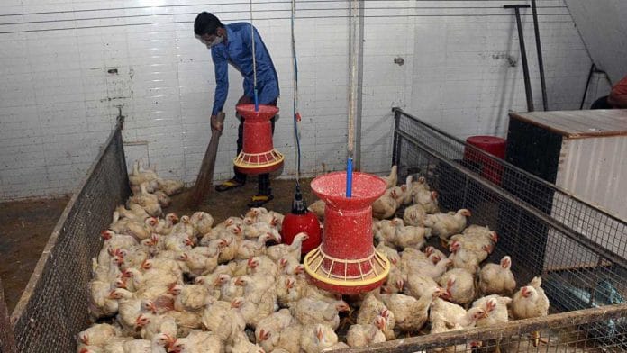 A worker cleans a poultry farm amid bird flu alerts | ANI
