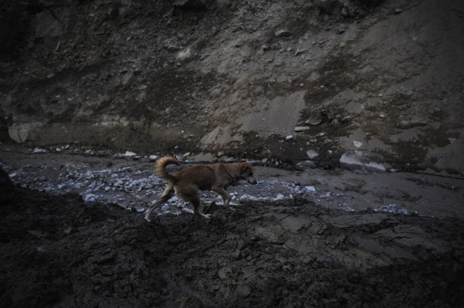 Residents of Raini village told ThePrint that she has been pacing up and down the river banks in her desperate search. | Photo: Suraj Singh Bisht/ThePrint
