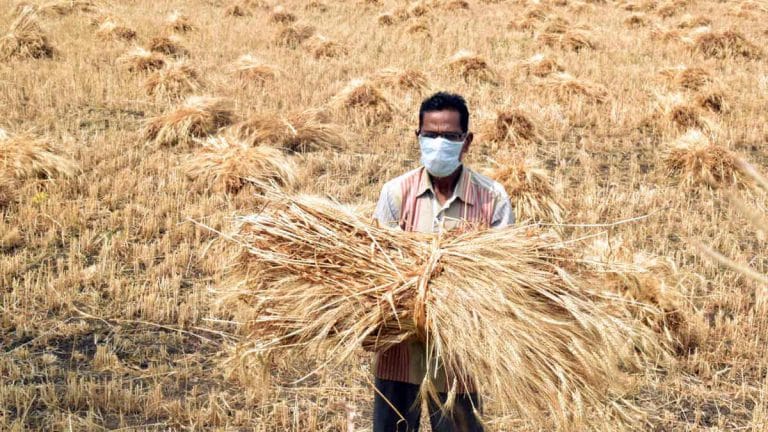 Assembly polls did what farmers’ protests couldn’t—Swaminathan formula MSP for paddy & wheat