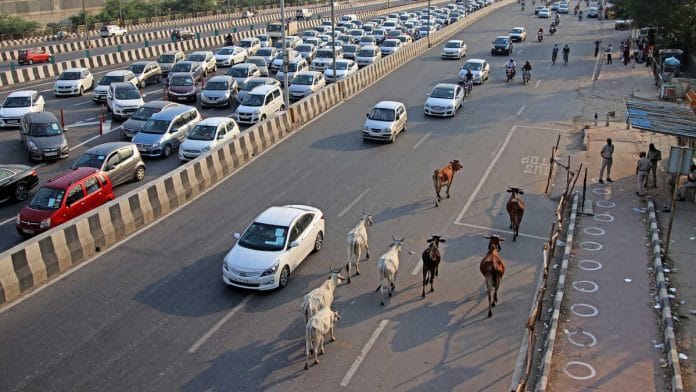 Stray cattle on the Delhi-Ghaziabad highway | Representational image: ANI