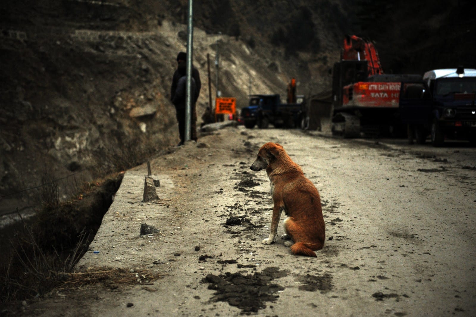 Even as night falls, she doesn't leave the spot where her puppies went missing. | Photo: Suraj Singh Bisht/ThePrint